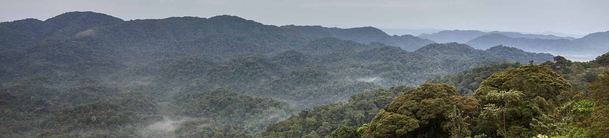 Voyage Le Parc National des Volcans - Rwanda