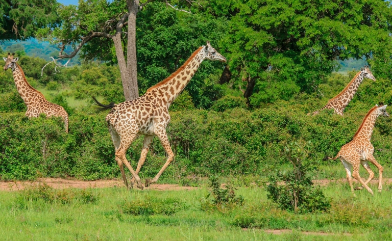 Envol pour un safari dans le parc national de Saadani 