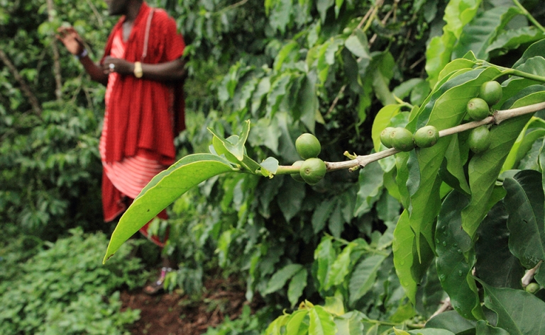 Oasis de verdure et plantation de café