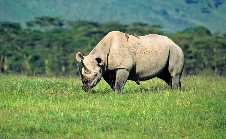 Découvrez la beauté mystique du cratère Ngorongoro